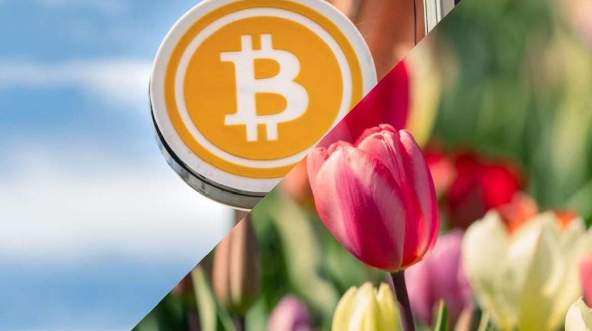 Featured image for Analisis Teratas Bandingkan Kripto dengan Tulip Mania Belanda: 'Bitcoin Adalah Makhluk yang Berbeda'